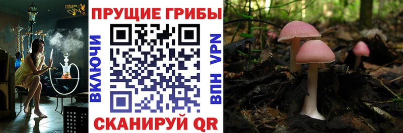 продажа наркотиков  Ардон  Псилоцибиновые грибы Cubensis 
